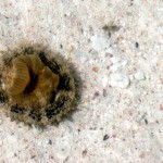SeaLife-Aneagda